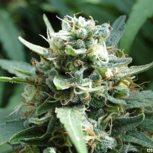 Organic Sour Diesel x OG Kush x Hindu Kush-Harvest Day-9/20/16