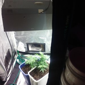 250w mh light in the mini monster baby chamber