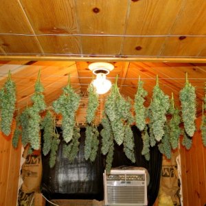 Organic Sour Diesel x OG Kush x Hindu Kush-Day 1 of Drying