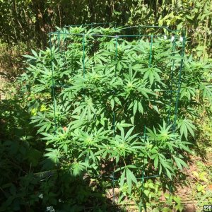 My outdoor grow 2016