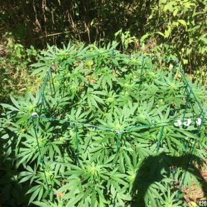 My outdoor grow 2016