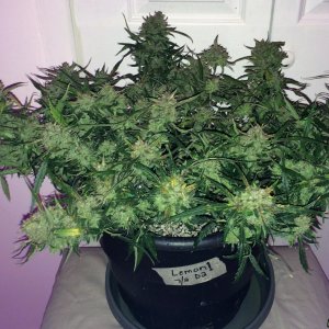 Lemon1 OG Haze Week 12 Flowering Day 55