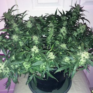 Lemon2 OG Haze Week 12 Flowering Day 36