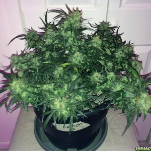 Lemon3 OG Haze Week 12 Flowering Day 42