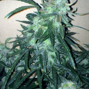 Lemon3 OG Haze Week 12 Flowering Day 42