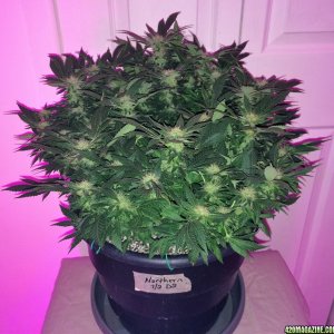 Northern Lights Week 12 Flowering Day 36