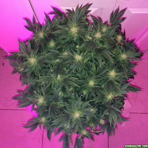 Northern Lights Week 12 Flowering Day 36