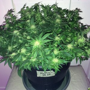 Northern Lights Week 12 Flowering Day 36