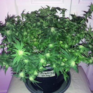 Raspberry2 Cough Week 12 Flowering Day 28