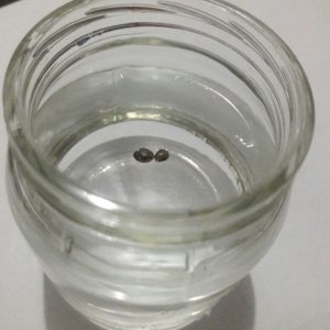 Glass of water Germination Method