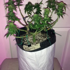 Raspberry1 Cough Week 12 Flowering Day 23