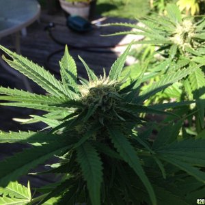 Crop King Flowering Hash Plant in Shadow