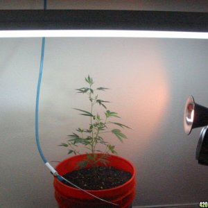 Grow setup