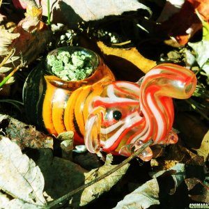 Elephánt offers a bowl while resting in the autumn foliage