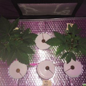 Auroroa Indica Week 3