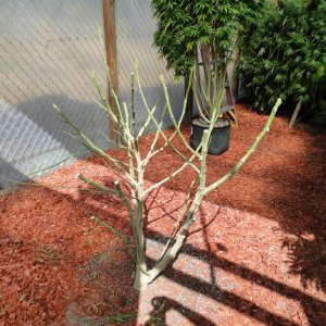 Harvested Jilly Bean Plant-9/27/16