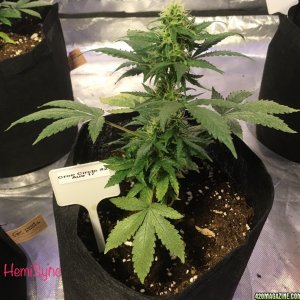 Cream of the Crop Crop Circle Auto perpetual grow