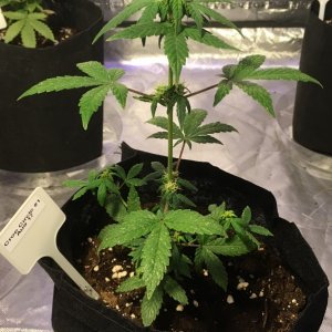 Cream of the Crop Crop Circle Auto perpetual grow