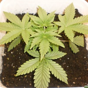 MG auto fem