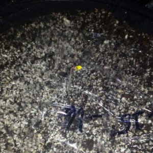 9/29/2016 GSC Germinating