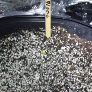 9/29/2016 GSC Germinating