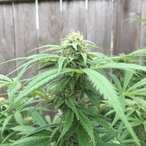 Outdoor grow quantum kush