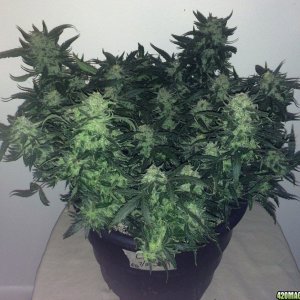 Lemon2 OG  Haze Week 13 Flowering Day 43