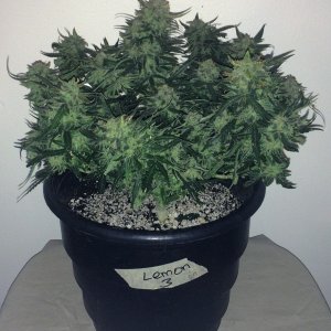 Lemon3 OG  Haze Week 13 Flowering Day 49