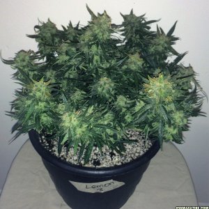 Lemon3 OG  Haze Week 13 Flowering Day 49