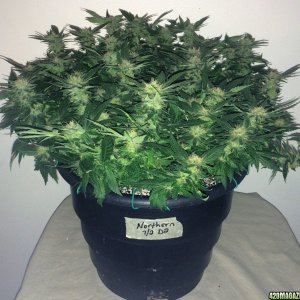 Northern Lights Week 13 Flowering Day 43