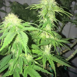 Raspberry1 Cough Week 13 Flowering Day 29