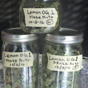 Lemon1 OG Haze Jarred for Curing