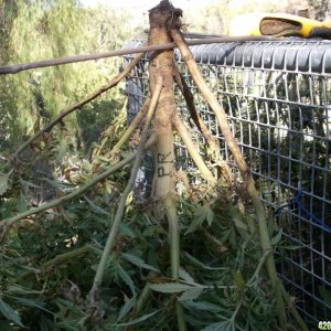 Harvesting