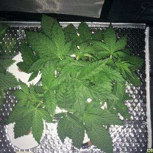 Aurora Indica Week 4