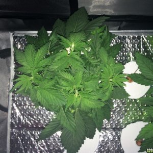 Aurora Indica Week 4