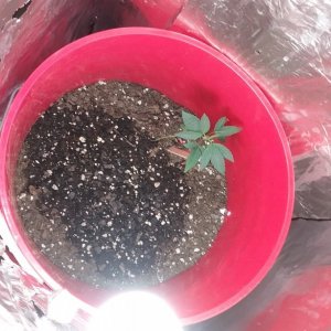 Starter Grow