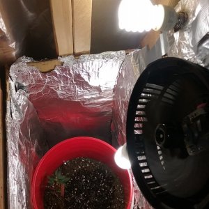 Starter Grow