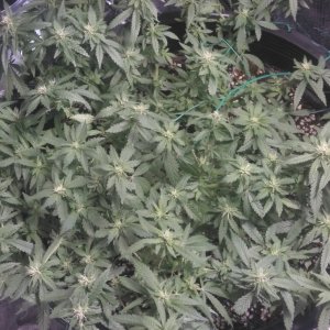 First Grow- opinions wanted thanx