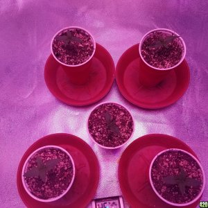 Seedling Stage LSD HFP DC