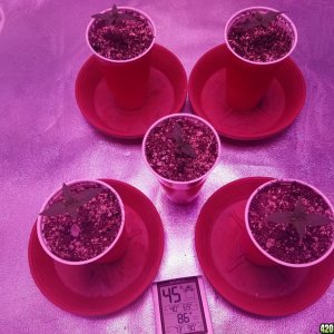 Seedling Stage LSD HFP DC