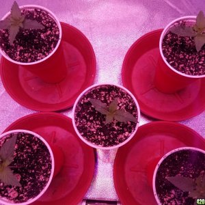 Seedling Stage LSD HFP DC