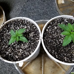 Seedling Stage LSD HFP DC