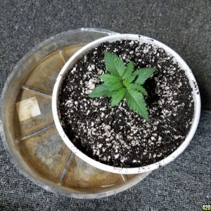 Seedling Stage LSD HFP DC