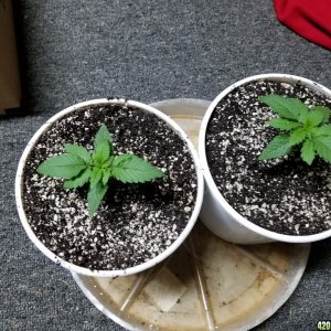 Seedling Stage LSD HFP DC