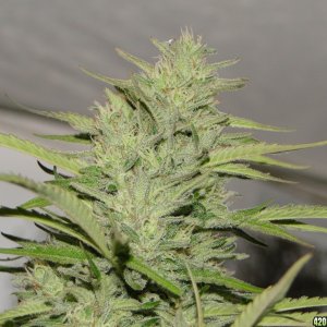 Organic Jilly Bean (Pheno #5)-Harvest Day-9/3/16