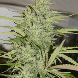 Organic Jilly Bean (Pheno #5)-Harvest Day-9/3/16