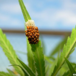 Spider Eggs/Hatchlings