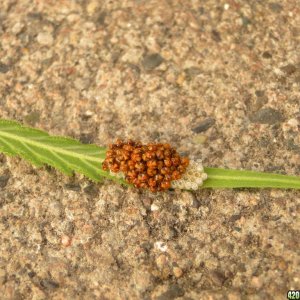 Spider Eggs/Hatchlings