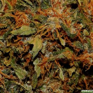 Organic Sour Diesel x OG Kush x Hindu Kush Closeup