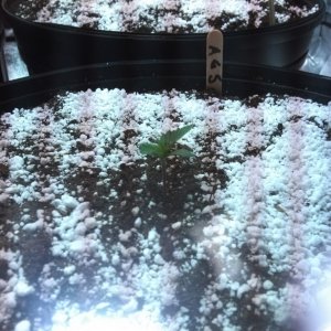 Day # 1 Of the GSC Grow